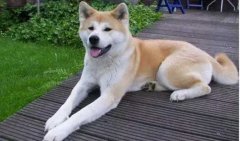 狗狗小知識(shí)，您知道多少？