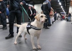 盲人的眼睛，路上碰見了導(dǎo)盲犬該如何做？ 華興