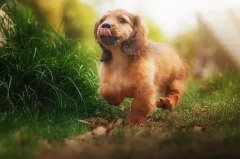 帶狗出門的五大注意事項，做個合格的養犬人