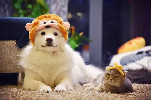 過年啦，家里的貓貓狗狗你是怎么安排的呢？快來看看