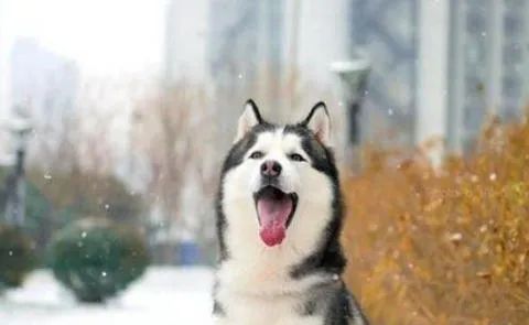 狗狗愛叫怎么辦？這六招，教給你