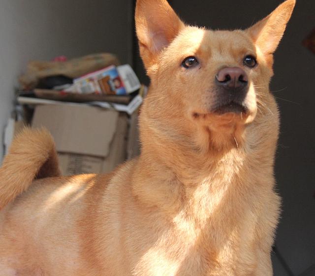 不要隨便打狗狗，否則后果會很嚴重