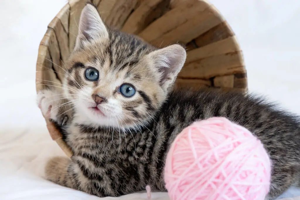 公貓和母貓的區別，你知道幾個？