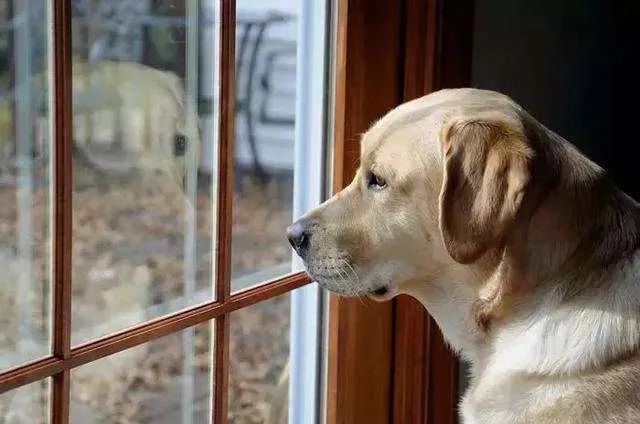 主人不在家的時候狗子都在干嘛？