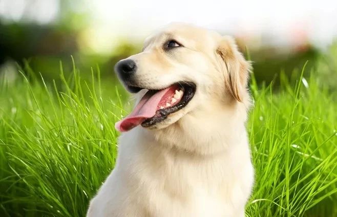 狗狗挑食不愛吃飯，究竟怎么回事？！