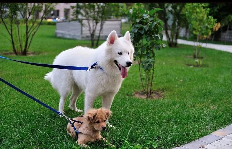 為什么有的狗狗喜歡挖坑？