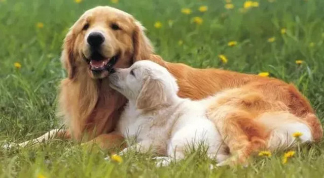 春季貓狗毛發滿天飛，如果是病理性掉毛，鏟屎官們要注意了！