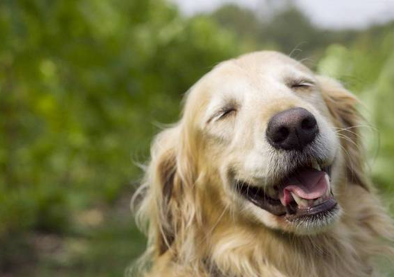 別再誤會狗狗了，它的這些行為，內心想法是這樣的