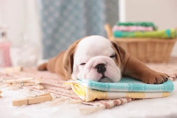 冬天給狗狗梳毛時總有靜電怎么辦？