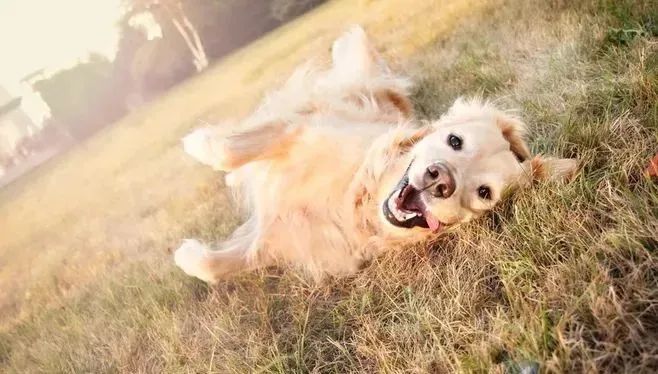 撒嬌狗狗最好命！狗界撒嬌狂，養(yǎng)一只很幸福！